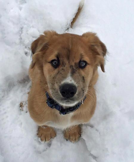 Find Out More On The Australian Shepherd Puppy Grooming