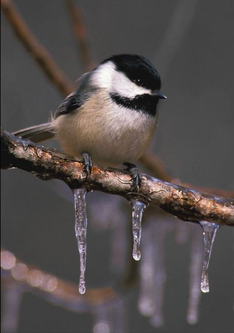 CHICKADEES 3 by Sharon Sharpe Nice!!