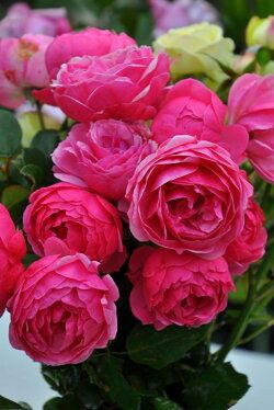 ボード For The Love Of Roses のピン ボード For The Love Of Roses のピン