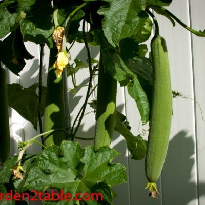 Smooth Luffa Asian Garden 2 Table In 2020 Luffa Asian Garden Seed Starter