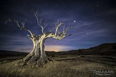 Hoja vidroflor-cara árbol espíritu baumhüter elfos personaje para vara arce piedra