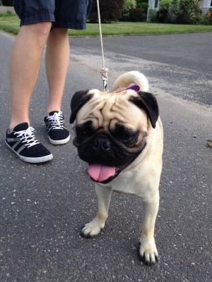 Found Pug In Danbury Ct Us 06810id 419105 Male Tan Black Pug