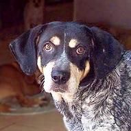 Red Tick Coonhound Red Tick Coonhound Puppies For Sale In North