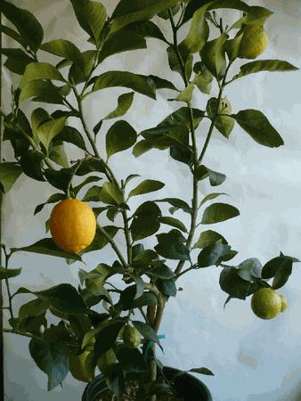 Fruktträd som kommer från genua italien