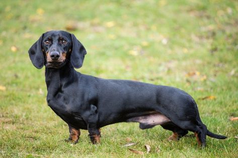 Dachshund Dogs And Puppies For Sale In The Uk Pets4homes 15