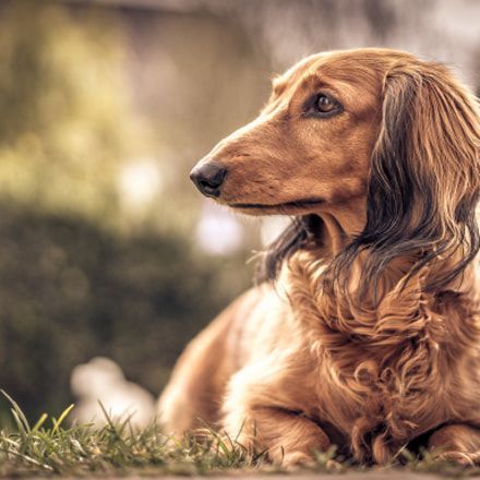 Eliminate Over 30 Common Behavioral Dachshund Issues Dackel