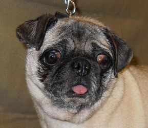 Adopt April Adoption Pending On Pugs Partially Blind Dogs