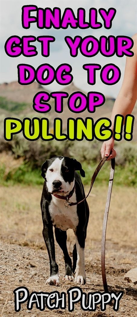 Dog Sitting Solutions For When You Re Away Training Your Dog