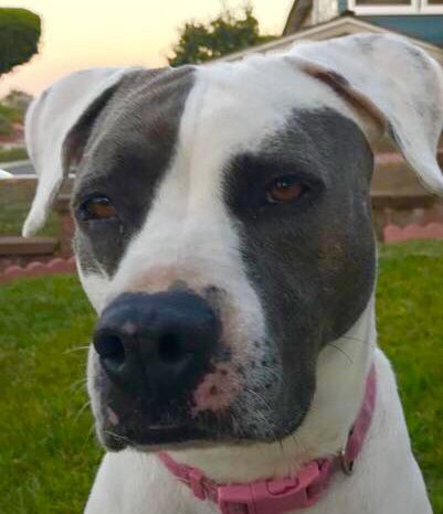 wouldn t your garden look beautiful with a daisy blooming in it flowerpower daisy from pawsitivity rescue in los angeles cal dog adoption dogs best dogs