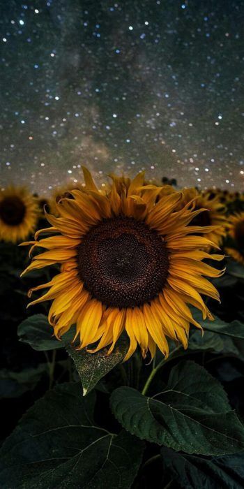 17 Fondos De Pantalla Para Celular Que Te Conectaran Con La Naturaleza Girasol En Acuarela Fondos De Pantalla Girasoles Girasoles Fondos De