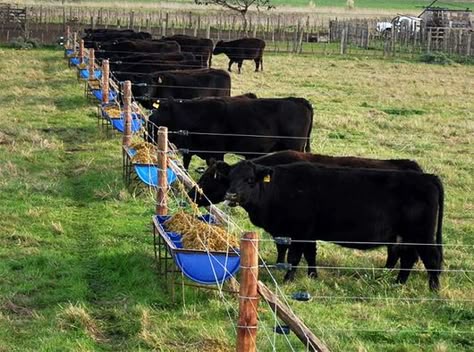 23 Ideas De Córrales Ganadería Establo De Ganado Rancho De Ganado