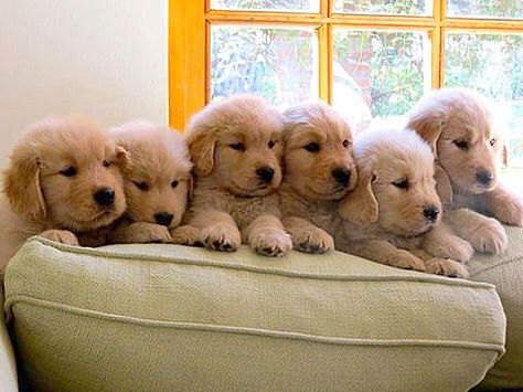 Pin By E M M A On Golden Retriever Baby Dogs Puppies