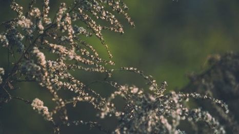 Solid Advice When It Comes To Organic Horticulture Organic