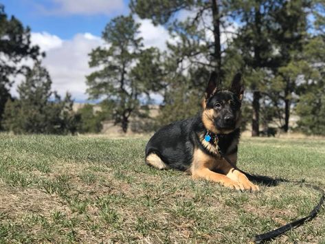 Dog Training Parker Colorado 719 286 9347 Dog Obedience Dog