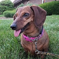 Available Pets At All American Dachshund Rescue In Columbia