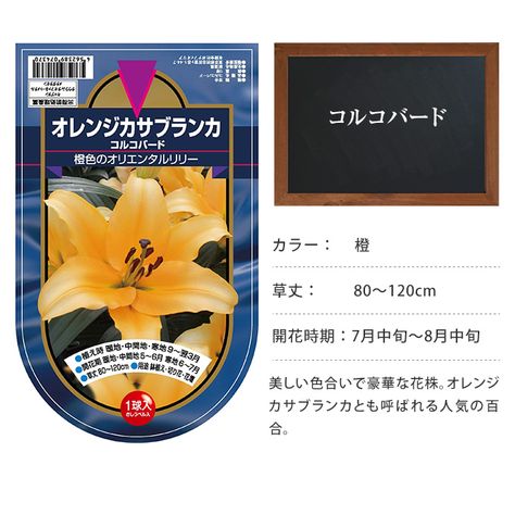 在庫処分 半額 オリエンタル百合 球根 コルコバード Sale 秋植え 球根 栽培花壇 趣味 園芸 ガーデニング 庭 花 植物 ガーデニング 球根 種 ガーデン用品屋さん ガーデニング 園芸 庭 ガーデニング 在庫処分 半額 オリエンタル百合 球根 コルコバード Sale 秋植え 球根 栽培花壇 趣味 園芸 ガーデニング 庭 花 植物 ガーデニング 球根 種 ガーデン用品屋さん ガーデニング 園芸 庭 ガーデニング