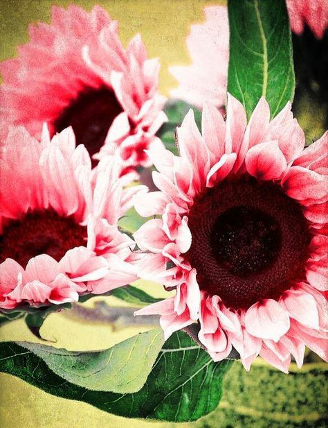9 Best sunflowers images Pink sunflowers Beautiful flowers Red