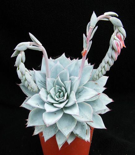 Echeveria peacockii
