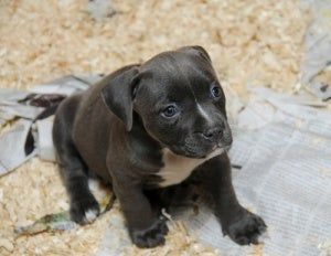 57 Ideas De Nala Dueños De Perros Uñas De Perros Perros