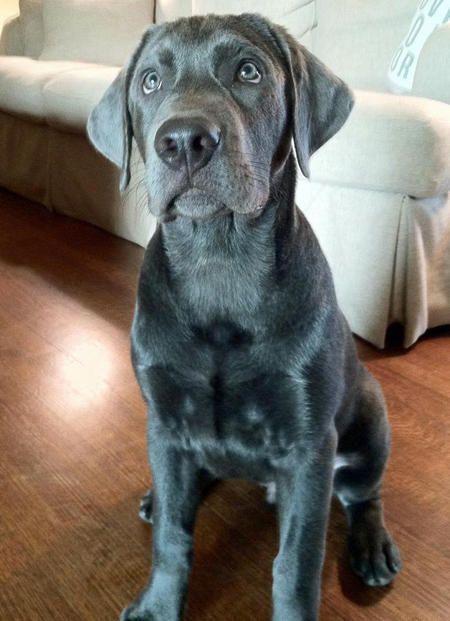 Hottest Cost Free Labrador Retriever Gris Strategies Labradorretrieverpuppies H Labrador Retriever Dog Labrador Retriever Dog Love