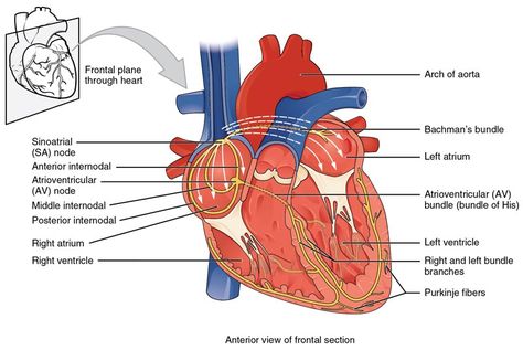 Pin by nonas arc on Myocarditis | Heart diagram, Anatomy and physiology