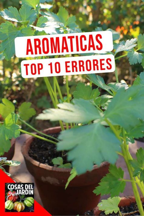 Top 10 Errores Más Comunes En El Cultivo De Hierbas Aromáticas Cosas Del Jardin Trees To Plant Regrow Vegetables Beautiful Gardens