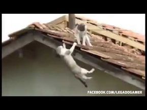 Video De Gatos Peleando Vídeo Gracioso Youtube Gatos Comportamiento De Los Gatos Gatitos Gif