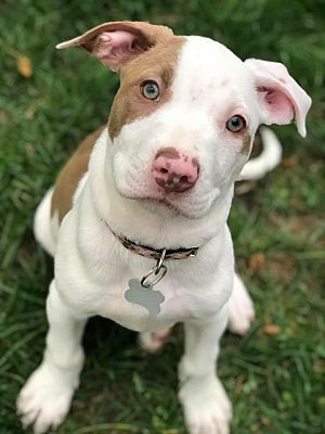 Pin On Cool Dog Photos