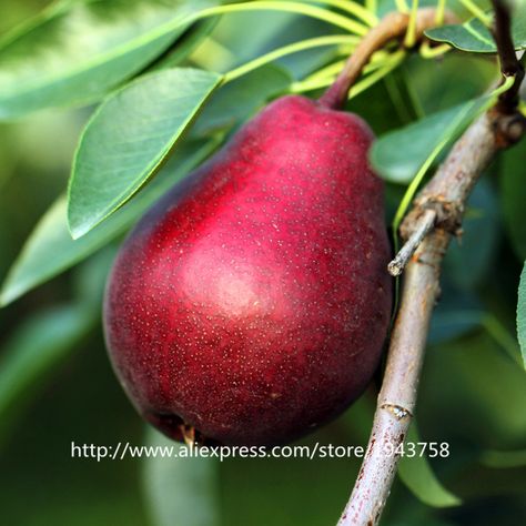 rare asian pear tree Collecting semen in a condom