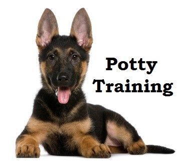 German Shepherd Puppies How To Potty Train A German Shepherd