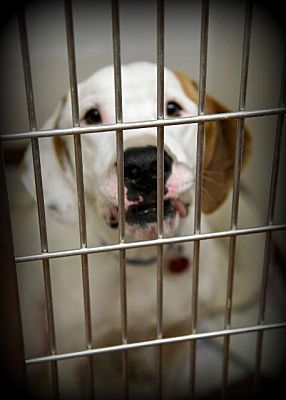 Johnstown Pa Great Dane Meet Eli A Dog For Adoption Dog