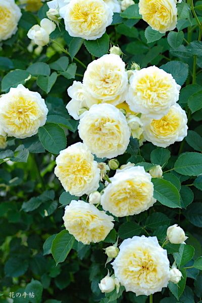 ボード 私的薔薇図鑑 のピン ボード 私的薔薇図鑑 のピン
