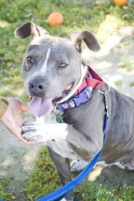 Pin On Bully Breeds
