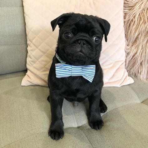 Pug Puppies For Sale Michigan City In 292359 Petzlover Pug Puppy
