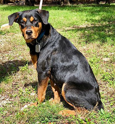Darien Il Rottweiler Meet Matilda A Pet For Adoption Pet