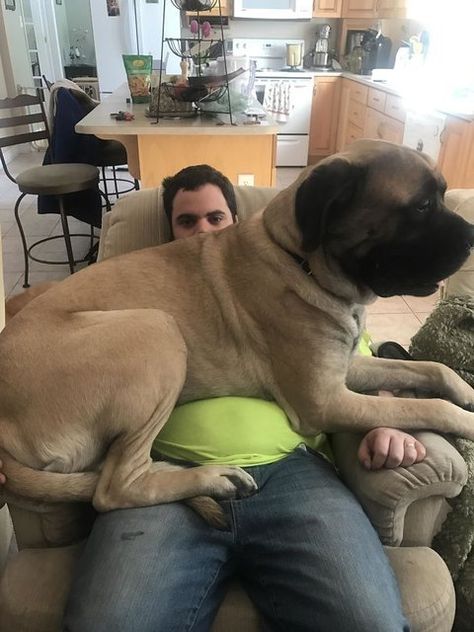 Köpekle Seks Videosu Izle Köpekle Seks Videosu Izle