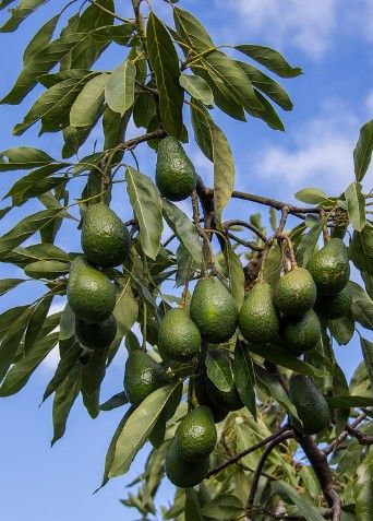 Qué Hay Puedo Hacer Para Que Mi Aguacate Me De Fruto Cultivo De árboles Frutales Aguacate Planta Aguacate Cultivar
