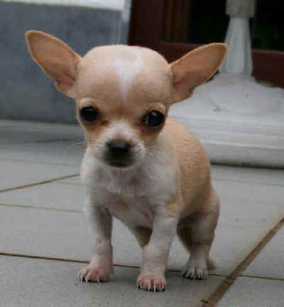 St Louis Mo Chihuahua Rat Terrier Mix Meet Danny Darling A