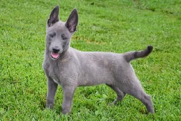 What Is A Blue Shepherd Dutch Shepherd Puppy Blue German Shepherd Puppies Blue German Shepherd What Is A Blue Shepherd Dutch Shepherd Puppy Blue German Shepherd Puppies Blue German Shepherd