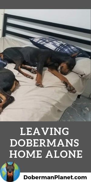 How Long Can You Leave A Doberman Home Alone Doberman Puppy