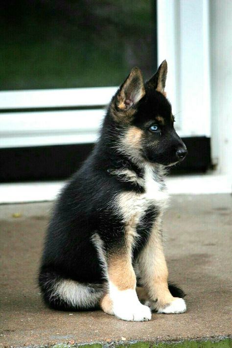 What A Beautiful Little Dog A Shepsky Siberian Husky