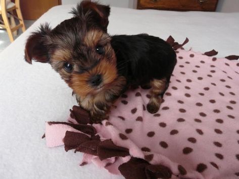 Image result for yorkie pinterest bed