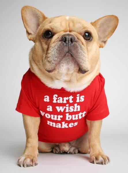 Open Ur Mind But Close Ur Nose Tee From Www Clubhuey Com Dog