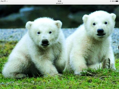 72 Ideas De Osos Osos Osos Polares Oso Polar