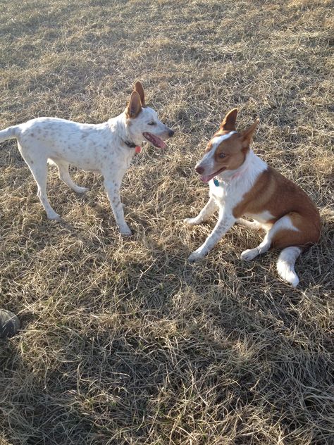 Instant Buds Layla And Hank Brother And Sister Pups Border