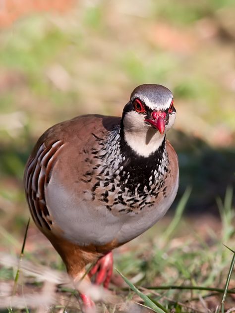 810 Red Legged Partridge Ideas Partridge Bird Animals