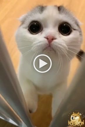 Cat Mom Hugging Her Kitten Socute Catmom Kitty Catfamily With