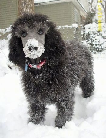 Close Up Front View A Black Standard Poodle Puppy Is Standing In