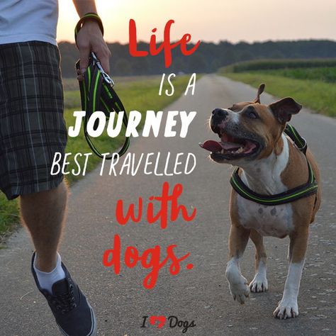 Life is a journey best travelled with dogs. | Dogs | Dog quotes funny