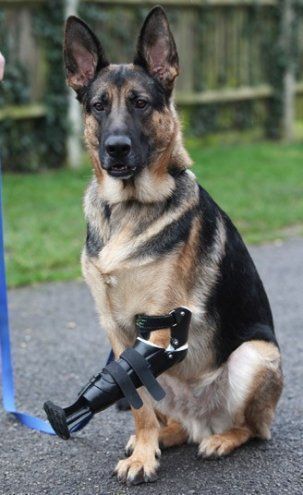 A Three Legged Rescue German Shepherd Dog Shadow Has Been Given A